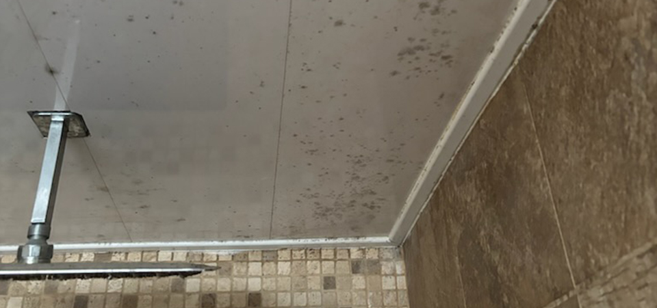 Mould Cleaning & Prevention